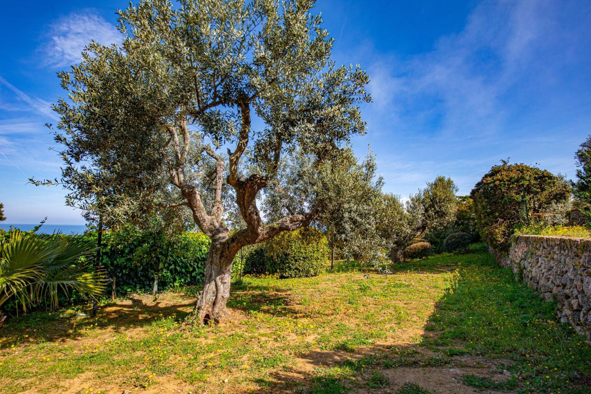 Il Cottage Di Villa Sveva, Splendida Vista Mare Porto Santo Stefano  Eksteriør billede